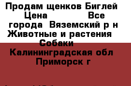 Продам щенков Биглей › Цена ­ 15 000 - Все города, Вяземский р-н Животные и растения » Собаки   . Калининградская обл.,Приморск г.